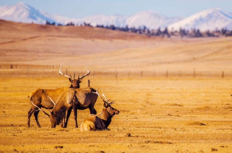 RMEF Rocky Mountain Elk Foundation