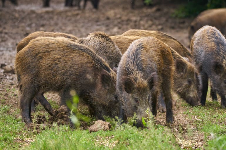 Feral pigs, sow and piglets rooting for food texas