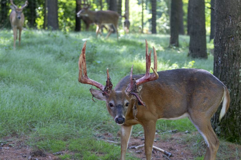 wounded deer attacks kills hunter