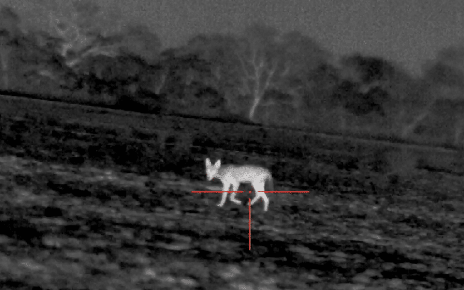 Best Thermal Scopes for Hunting 2025: Detection Range, Image Quality, and Value